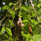 No Ship to CA, HI, AK, Sour Tamarind Live Plant, 3 Gallon Pot, 2-3 Feet Tall, Potted Tropical Fruit Tree Starter for Backyard and Large Containers