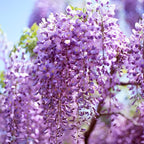 American Purple Wisteria Live Plant 12-24 Inch Tall, Fragrant Amethyst Wisteria Flowers, Easy-Care Climbing Vine for Landscapes, Fences & Outdoor Garden Décor
