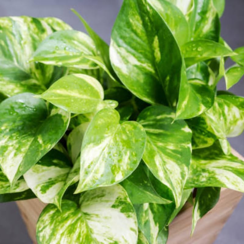 Golden Pothos Live Plant, 6" Potted Plant, Easy Care Indoor Vine, Hanging Green Foliage for Shelves and Desks