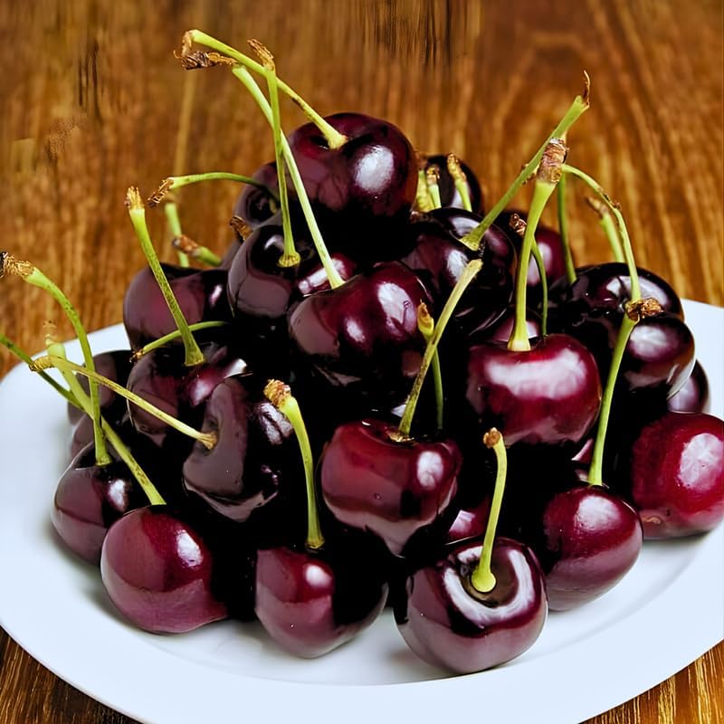 2 Live Black Cherry Tree for Planting 2–3 Ft Tall | Sweet Cherry Plant Live for Outdoor Garden Planting, Backyard Use & Landscape Design