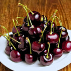 2 Live Black Cherry Tree for Planting 2–3 Ft Tall | Sweet Cherry Plant Live for Outdoor Garden Planting, Backyard Use & Landscape Design