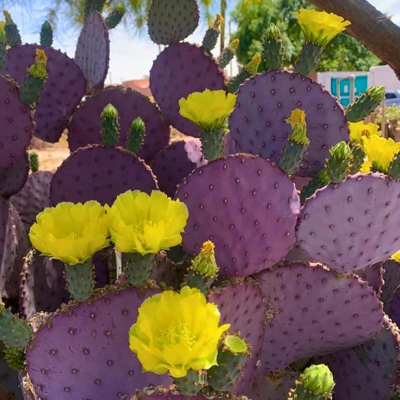 Opuntia Santa Rita Purple Prickly Pear Cactus Live Plant | Live Purple Cactus in 3 Inch Pot | Drought-Tolerant Desert Cactus for Indoor & Outdoor Use, Landscaping, Rock Gardens & Container Planting