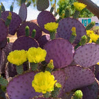Opuntia Santa Rita Purple Prickly Pear Cactus Live Plant | Live Purple Cactus in 3 Inch Pot | Drought-Tolerant Desert Cactus for Indoor & Outdoor Use, Landscaping, Rock Gardens & Container Planting