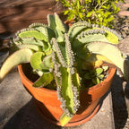 Kalanchoe Mother of Thousands Plant Live in 2" Inch Pot | Ideal Succulent for Indoor & Outdoor Garden| Low-Maintenance Houseplant for Home & Desk