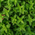 2 Apple Mint Plant, 3" Pot, Fresh Herb Plants Live, Mint Plants for Inside Windowsills or Outdoor Garden Beds
