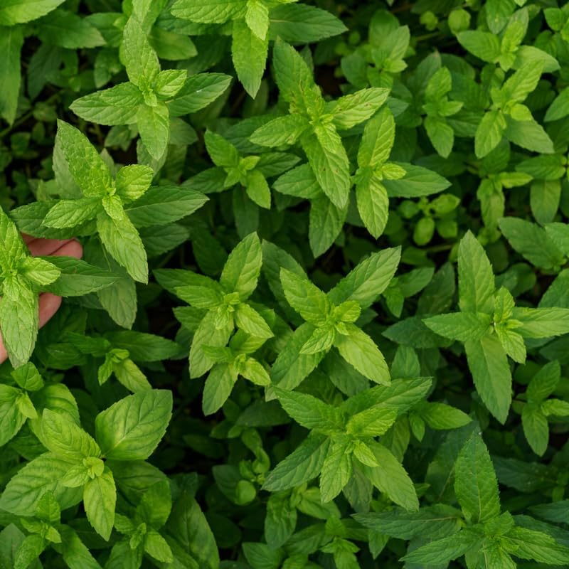 2 Apple Mint Plant, 3" Pot, Fresh Herb Plants Live, Mint Plants for Inside Windowsills or Outdoor Garden Beds