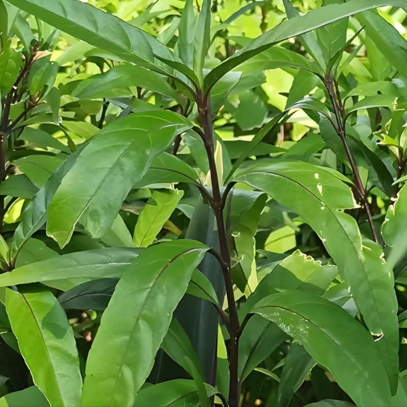 4 Longevity Spinach Plants Live for Planting, Gynura Procumbens 12–24 Inch, Productive Green Plant for Home Garden Use, Easy to Grow