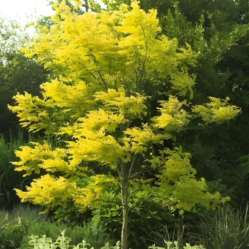 2 Honey Locust Native Seedlings | Honey Locust Tree Live Plants | 1–2 Feet Tall Seedling Trees | Ideal for Yard Planting and Landscape Use