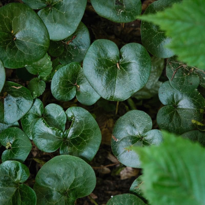 Wild Ginger Plant Live for Planting, Small Size Pot, Low Maintenance, Perennial Wild Ginger, Heart-Shaped Foliage for Under Trees & Pots
