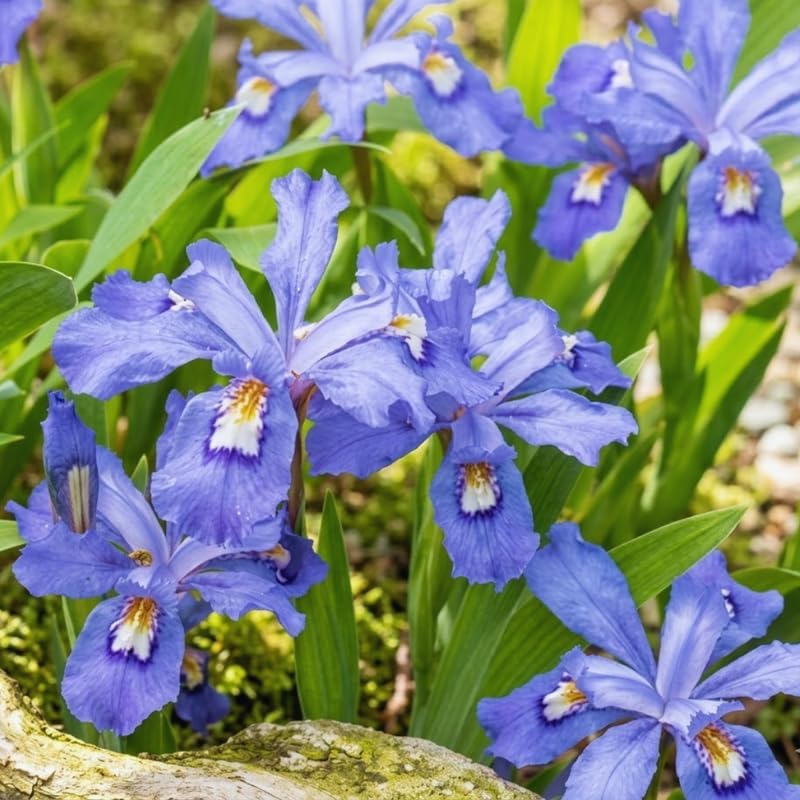 5 Wild Crested Iris Plants Live Roots, Low Maintenance Purple Iris Cristata, Blooming Perennial for Woodland Gardens & Borders, Not Bulbs