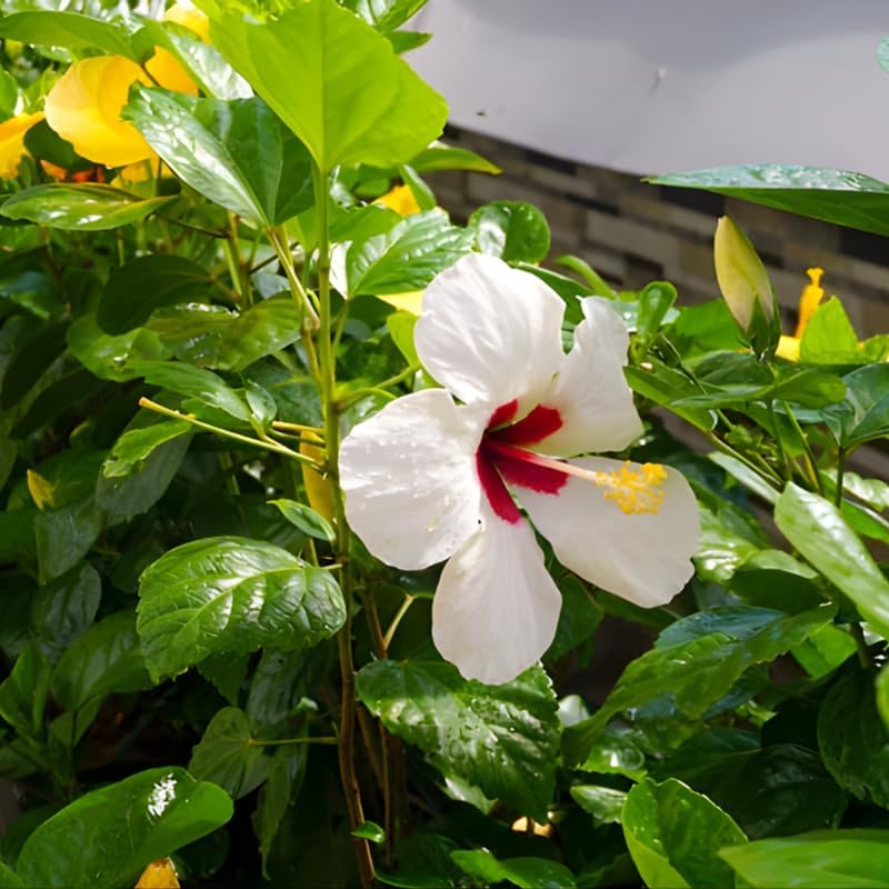 2 White Rose of Sharon Live Plant | 12–18 Inch Tall | Red Heart Althea Hibiscus Plant with Red Center Blooms | Flowering Shrub for Outdoor Garden & Landscape Use