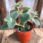 Peperomia Plant Live, Peperomia Incana in 4 Inch Pot, Compact Indoor Plant for Living Spaces, Gifting and Minimalist Interiors