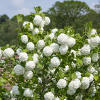 Japanese Snowball Viburnum Plant Live (Set of 4) – 6 to 12 Inch Live Shrubs | Stunning White Spring Blooms | Hardy Accent Plants for Elegant Gardens