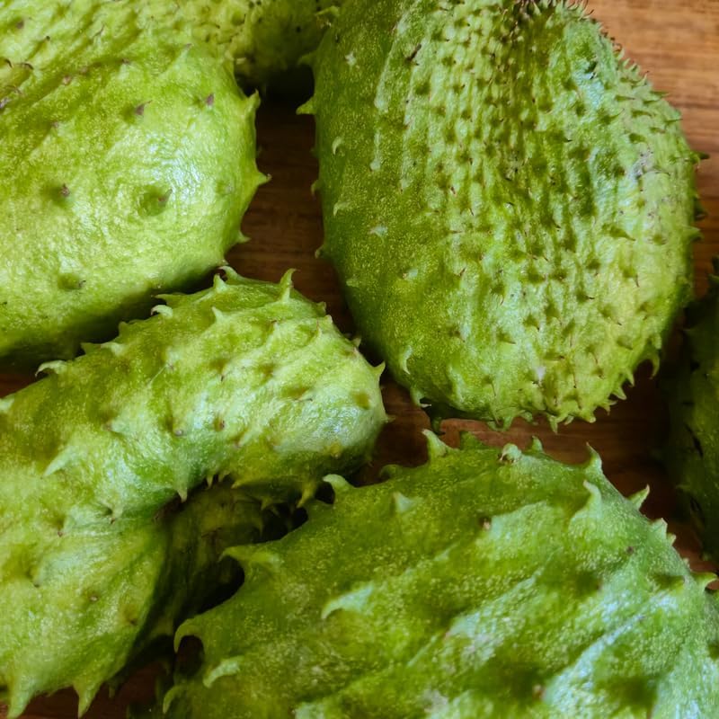 No Ship to CA, HI, AK, Soursop Tree Live Plant, Well-Rooted 24-30" Potted Annona Muricata, Tropical Evergreen Fruit Tree for Home Orchards