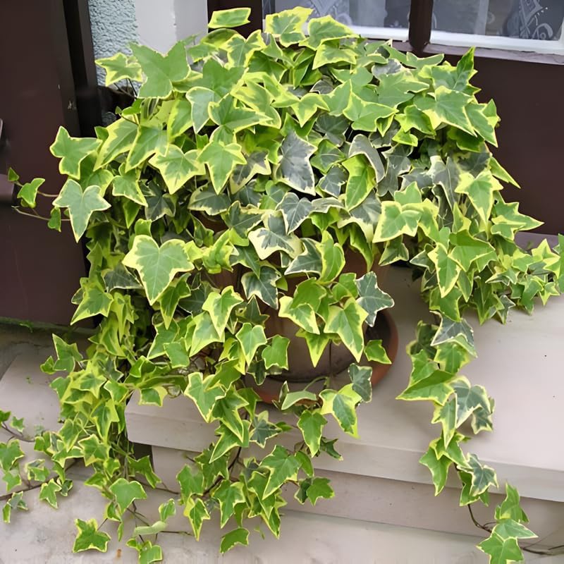 Gold Child English Ivy Tree for Planting | English Ivy Live Plant in 4 Inch Pot | Lush Gold Child English Ivy Indoor Plant for Home & Office Décor | Easy-Care Houseplant for Shelves Displays