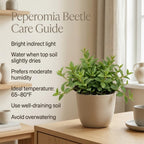 Peperomia Beetle Live Plant, 4'' Inch Pot, Easy-Care Peperomia Live Indoor Houseplant, Attractive Trailing Houseplant for Home & Office Décor