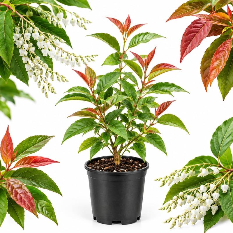 Sourwood Plant Live, 4-8" Tall in Quart Pot Sourwood Tree