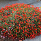 2 Fuchsia Plants Live, Gold and Red Foliage, 6-12 Inch Tall, Autumnale Variety, Trailing Flowering Plant, Ideal for Hanging Baskets