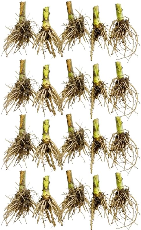 20 Red Cardinal Flower Roots, Easy to Grow, Fast Growing, Perennial Wildflower with Vibrant Blooms, Ideal for Garden Beds & Borders