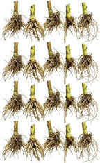 20 Red Cardinal Flower Roots, Easy to Grow, Fast Growing, Perennial Wildflower with Vibrant Blooms, Ideal for Garden Beds & Borders