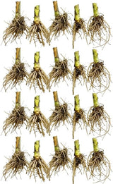 20 Red Cardinal Flower Roots, Easy to Grow, Fast Growing, Perennial Wildflower with Vibrant Blooms, Ideal for Garden Beds & Borders