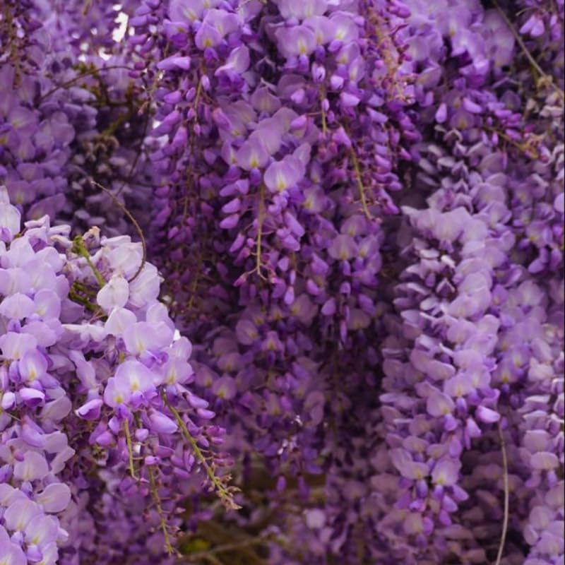 4 American Purple Wisteria Amethyst Wisteria Live Plant 12-24 Inch Tall, Hardy, Easy-Care Climbing Vine for Landscapes, Fences & Outdoor Garden Décor