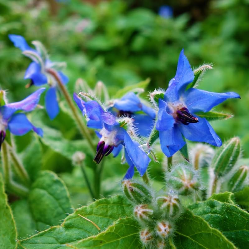 2 Blue Borage Plants Live in Large Pot, Non GMO, Low Maintenance, Fragrant Edible Flower Herb Plants for Gardens & Containers