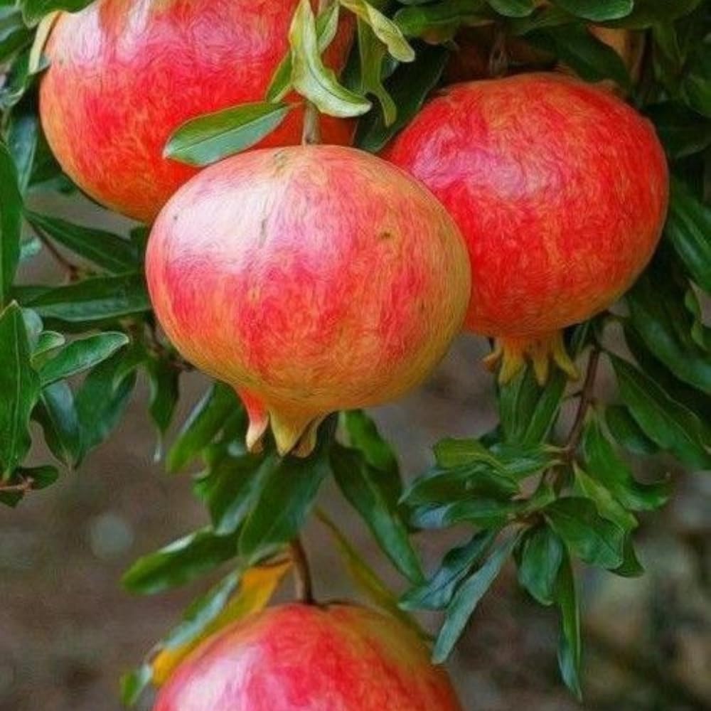 Cold Hardy Pomegranate Tree | 30-36 Inches Tall | Live Pomegranate Farfianka Plant | Easy-Care Strong Rooted Plant | Beautiful, Hardy Tree for Outdoor Growing | No Ship to CA,HI,AK