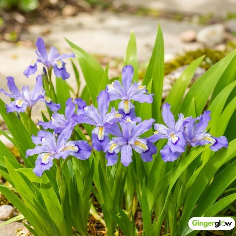 10 Wild Crested Iris Plants Live Roots, Low Maintenance Purple Iris Cristata, Blooming Perennial for Woodland Gardens & Borders, Not Bulbs