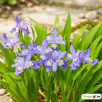 10 Wild Crested Iris Plants Live Roots, Low Maintenance Purple Iris Cristata, Blooming Perennial for Woodland Gardens & Borders, Not Bulbs