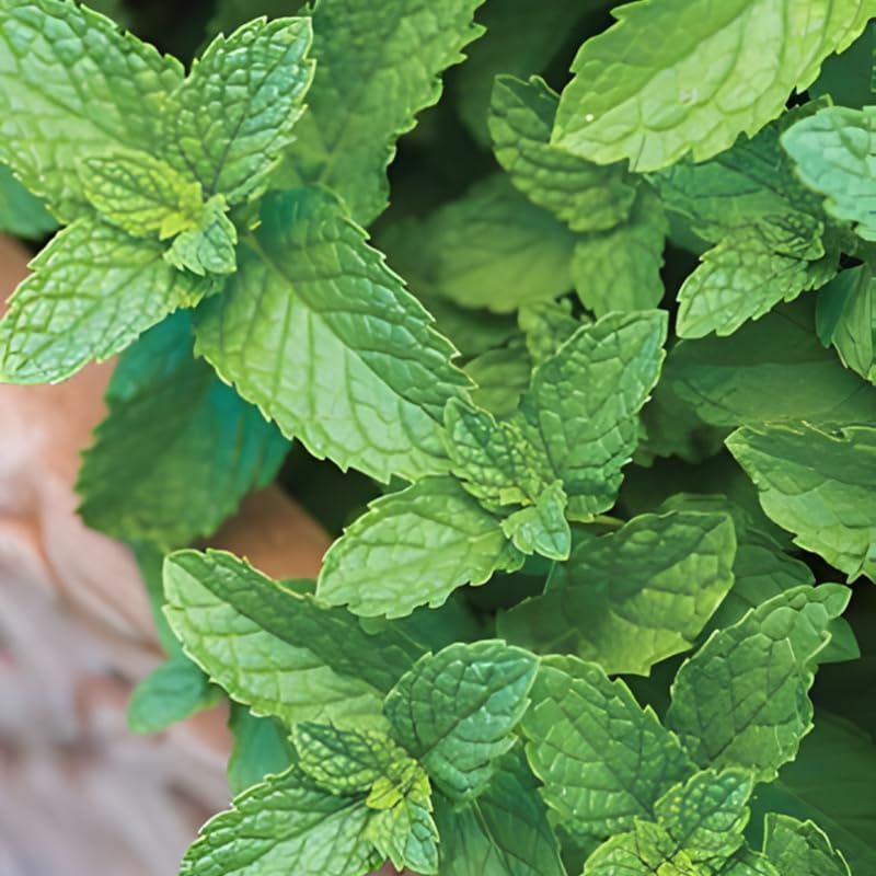 2 Chocolate Mint Plants, 3-Inch Pot, Mint Plants Live, Fast Growing Aromatic Perennial for Modern Landscape and Herb Gardening