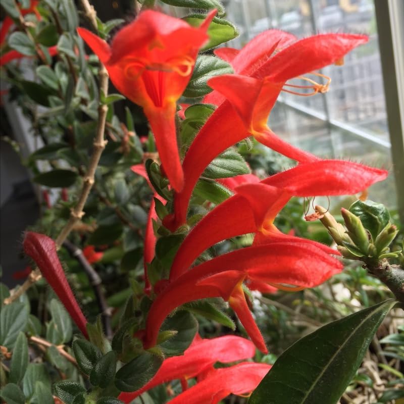 Columnea Long Leaf Goldfish Cactus Plant Live | 4-6 Inch Tall | Stunning Trailing Indoor Plant | Long Foliage with Bright Blooms for Hanging Baskets | Suitable for Gifts