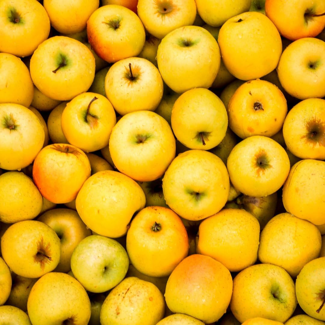 (No Ship to CA, HI, AK) Live Golden Delicious Apple Tree Plant in 3 Gallon Pot, Apple Trees Live Plants Ready to Fruit, Live Fruit Trees for Outdoor Planting