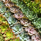 6 Unique Succulent Plant Pack Collection, Live Mini Succulent Plants in 2 Inch Pot, Mixture of Colors & Textures, Birthday and Wedding Party Gifts