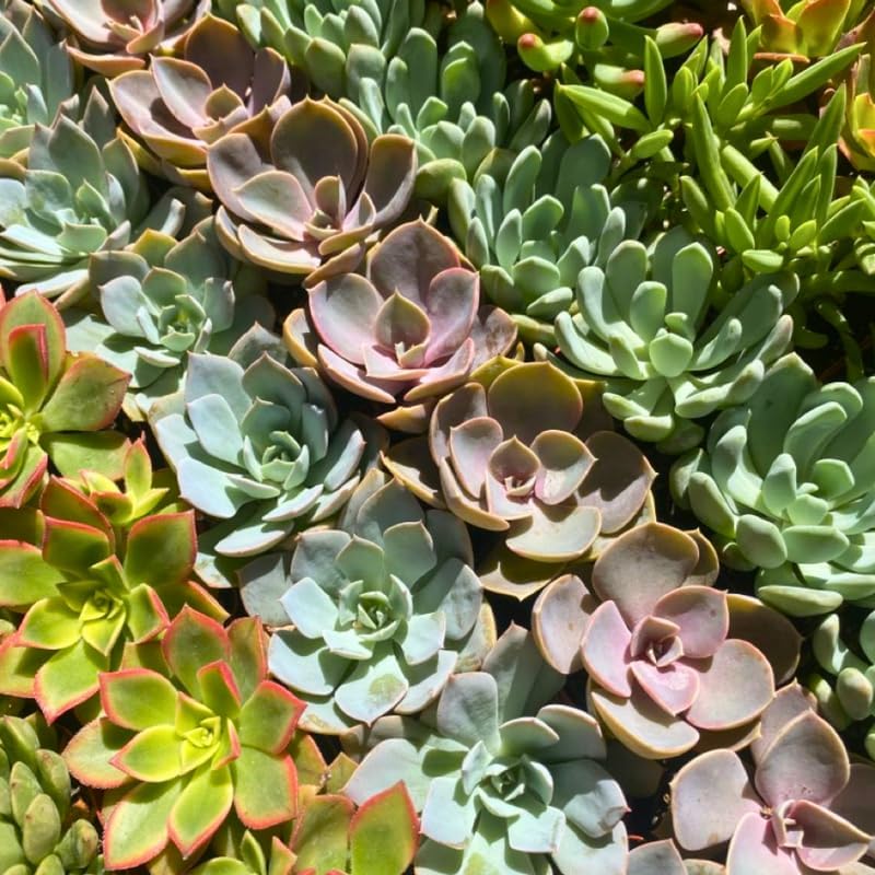 6 Unique Succulent Plant Pack Collection, Live Mini Succulent Plants in 2 Inch Pot, Mixture of Colors & Textures, Birthday and Wedding Party Gifts