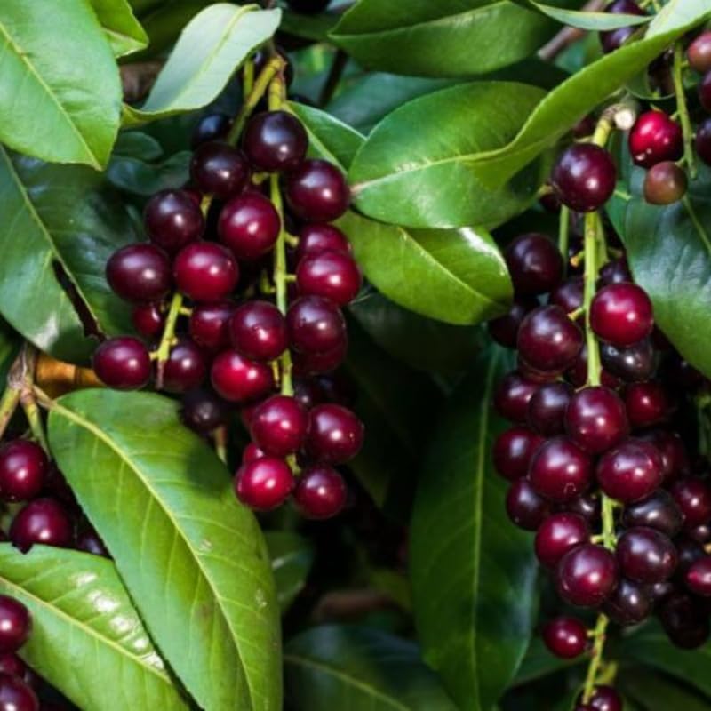 2 Cherry Laurel Live Bare Root Seedlings | 12-24" Rooted Cuttings | Cold-Hardy Evergreen Shrub | Well-Rooted Native Plants for Outdoor Garden