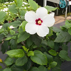 2 Red Heart Althea Rose of Sharon Tree | Live Hibiscus Plant 12–18 Inch Tall | White Hibiscus with Red Center | Outdoor Flowering Shrub for Home Gardens