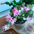 Pink Easter Cactus Live Plant | Delicate Pink Spring Flowers 3 Inch Tall | Easy Care Easter Cactus Plants Live for Indoor Décor, Small Spaces and Gifting