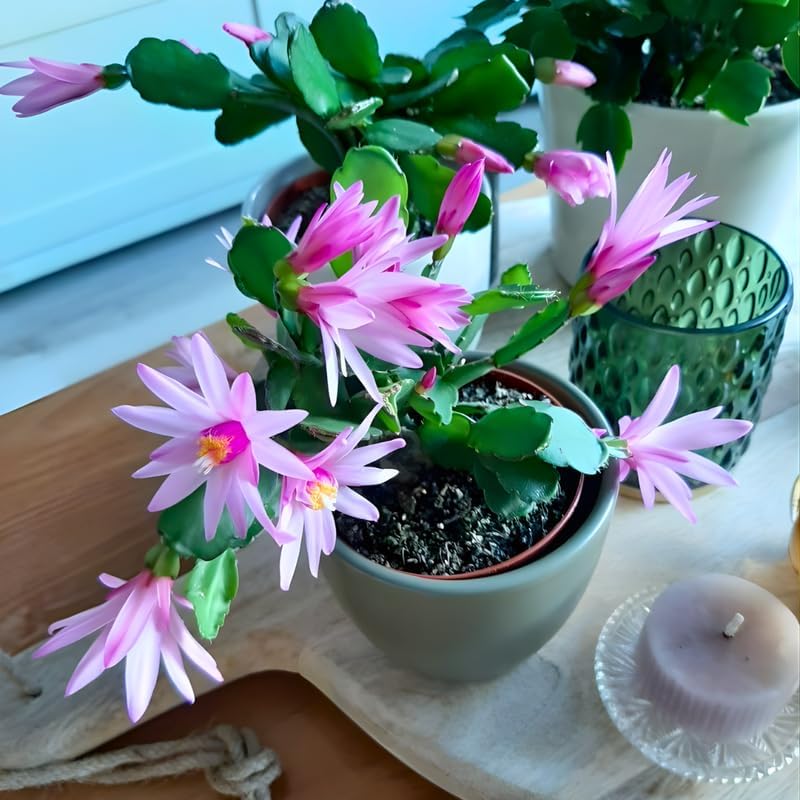 Pink Easter Cactus Live Plant | Delicate Pink Spring Flowers 3 Inch Tall | Easy Care Easter Cactus Plants Live for Indoor Décor, Small Spaces and Gifting