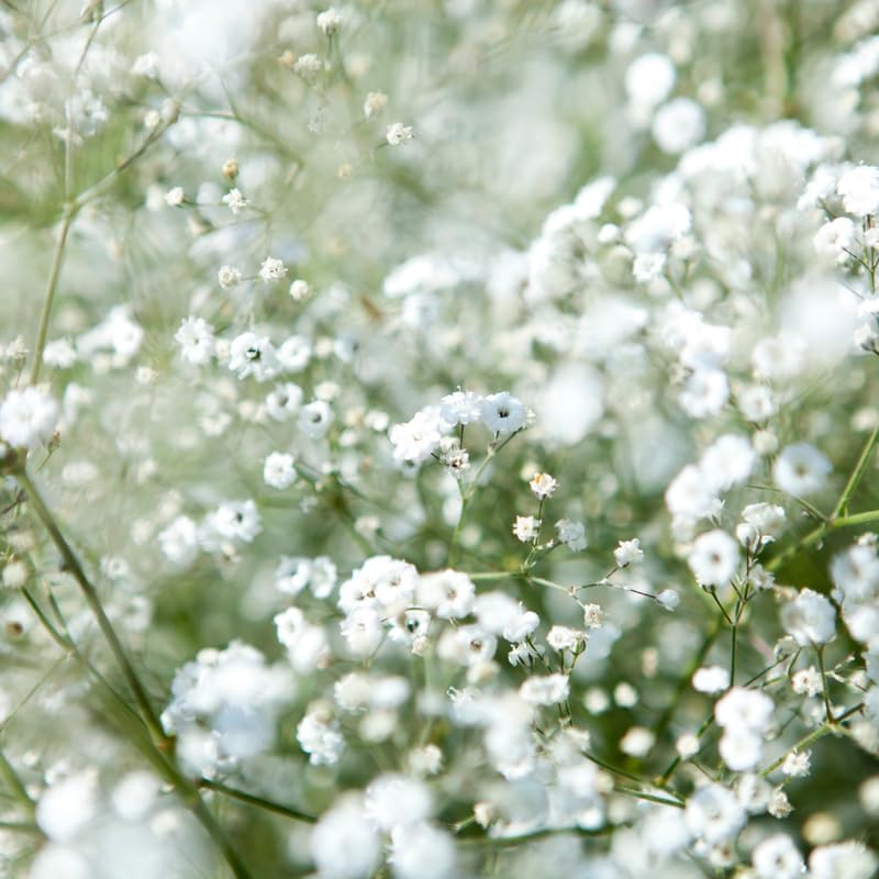 Baby's Breath Live Plant, 3-4 Inch Tall Bare Root Starter, White Flowering Perennial for Garden Borders