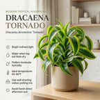 2 Dracaena Tornado Plant, 4" Pot, Easy to Care Low Light Adaptable Décor, Robust Tropical Houseplant, Sturdy Upright Growth