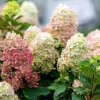 2 Hardy PeeGee Hydrangea Plant Live Shrubs – 6 to 12 Inch Tall | Hardy White Blooming Plants | Beautiful Summer-to-Fall Flowering Bushes