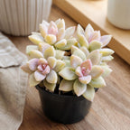 Succulent Plant Live, Variegated Graptopetalum Ghost Plant, 4" Pot, Easy to Care Pet-Friendly Décor, Low Maintenance Succulent for Indoor Spaces