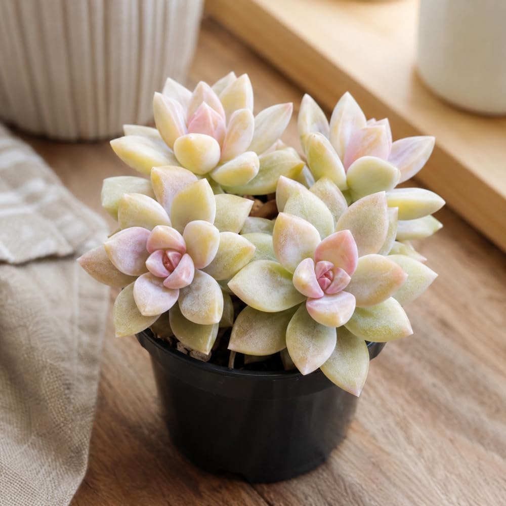 Succulent Plant Live, Variegated Graptopetalum Ghost Plant, 4" Pot, Easy to Care Pet-Friendly Décor, Low Maintenance Succulent for Indoor Spaces
