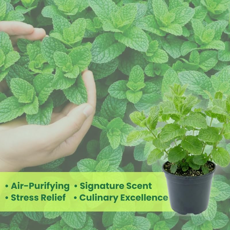 2 Chocolate Mint Plants, 3-Inch Pot, Mint Plants Live, Fast Growing Aromatic Perennial for Modern Landscape and Herb Gardening