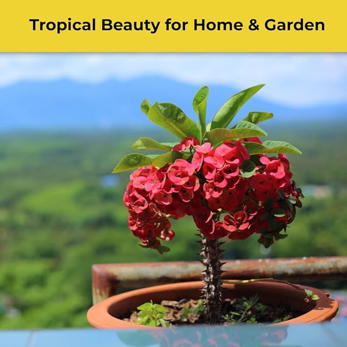 Pink Euphorbia Milii Live Plant | Crown of Thorns Houseplant | 4 to 8 Inch Tall, Easy to Grow Indoor or Outdoor Decorative Plant, Home Office, Patio Garden