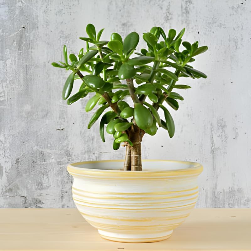 Jade Plant Live, Crassula Ovata in 2 Inch Pot, Air-Purifying, Low Maintenance, Perfect for Home and Office Décor, Easy Care Starter Plants