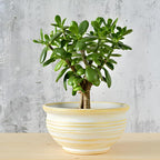 Jade Plant Live, Crassula Ovata in 2 Inch Pot, Air-Purifying, Low Maintenance, Perfect for Home and Office Décor, Easy Care Starter Plants