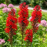 20 Red Cardinal Flower Live Roots, Lobelia Cardinalis, Hardy Perennial Flower, Ready to Plant for Outdoor Garden & Landscaping