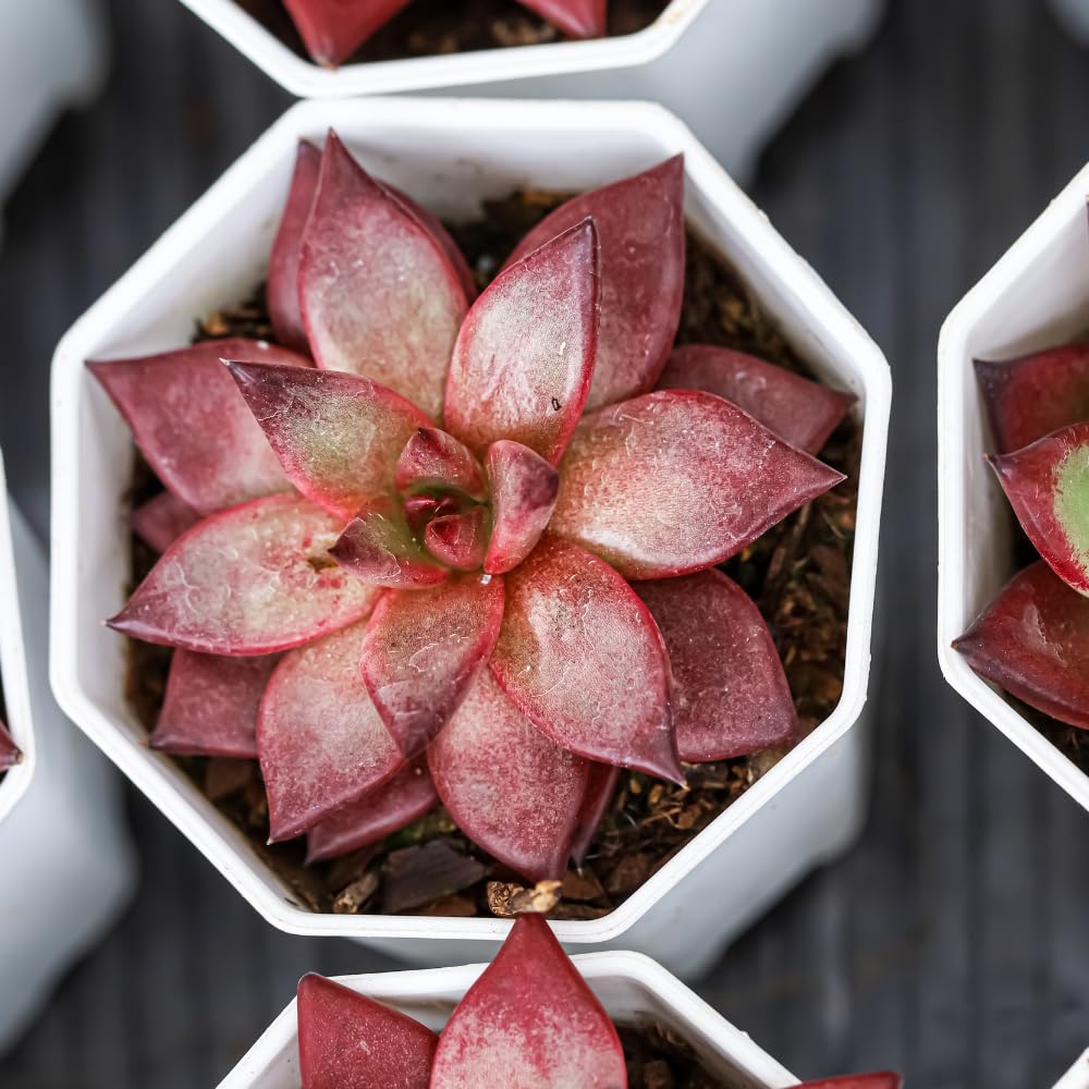2 Echeveria Chroma Succulent Plants Live, 2 Inch Pot, Rare Live Succulent, Easy Care, Vibrant Color Indoor Houseplant for Home, Office Décor, Small Spaces & Gifts